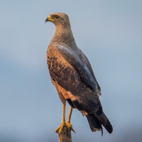 Savanna Hawk